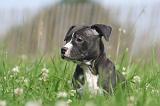 AMSTAFF  PUPPIES 231